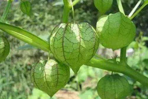 姑娘果的功效和作用，打着灯笼的姑娘果居然有这样的神奇功效