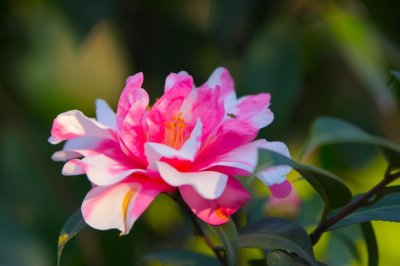 茶花怎么养家庭养法