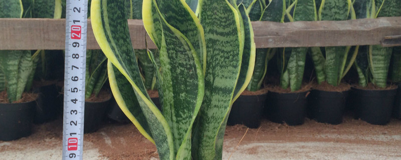 虎皮兰能长多高