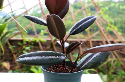 橡皮树怎么养殖