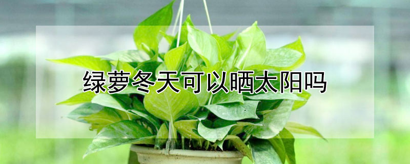 绿萝冬天可以晒太阳吗