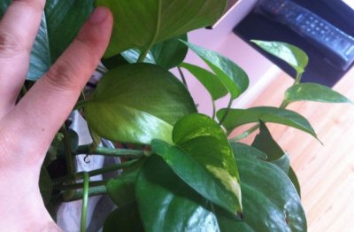 绿萝为什么冬天会死 绿萝冬天怎么养才能更旺盛