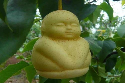 西游记中的人参果原型，它竟然还是“抗癌之王”！