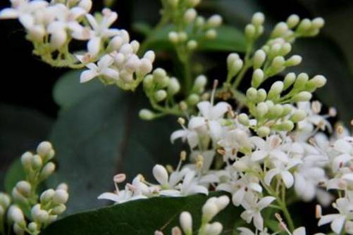 山指甲树图片，山指甲树最香的篱笆树