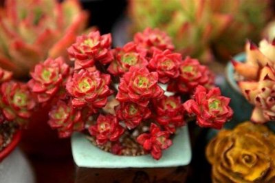 多肉植物蒂亚的养殖方法和注意事项