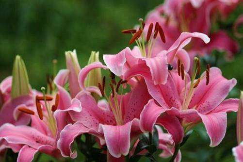 香水百合图片，栽一株香水百合，种一世百年好合