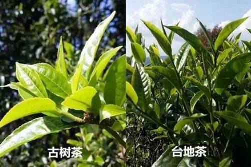 台地茶与古树茶的区别，古树茶和台地茶的价格相差几百倍