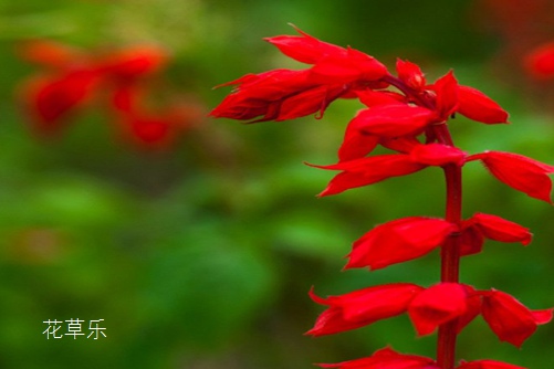 恋爱的心:一串红花语