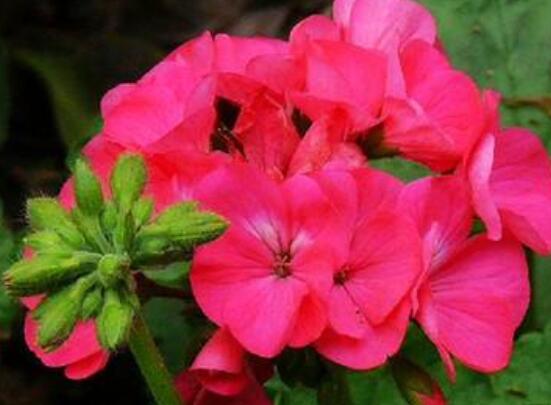 香叶天竺葵的养殖方法，老农归纳出最有效的八大养殖方法