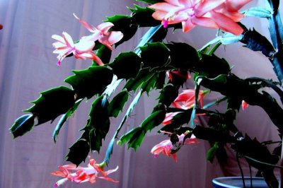 蟹爪兰冬天怎么养？蟹爪兰冬季养殖方法