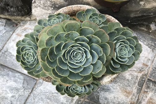 玉蝶黑腐怎么办？注意以下细节，你就是多肉界的圣手！