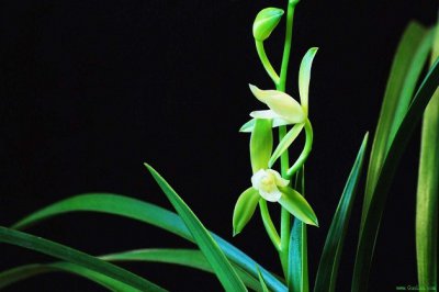 兰花怎么过冬？冬季兰花的养护方法，教你掌握浇水施肥技巧