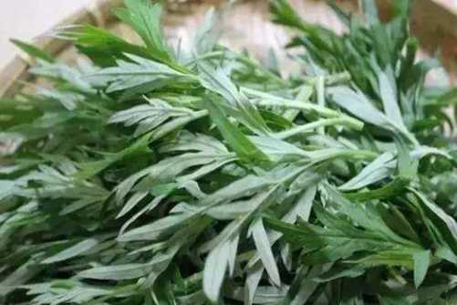 艾草哪些人不能吃？“家有三年艾，郎中不用来”艾草你适合吃吗