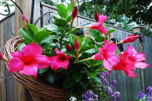 飘香藤的养殖 飘香藤这样养花开百朵，满屋飘香