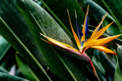 土培转水培要注意什么？水培转土培的步骤和养护技巧分享