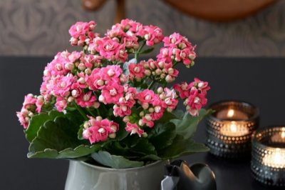 长寿花夏天怎么养？