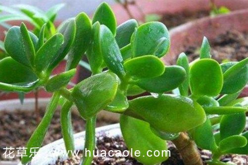 厚脸皮的养殖方法,厚脸皮植物这样养叶肥根壮