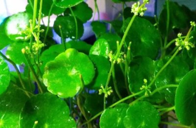 铜钱草怎么养护 可以分盆吗