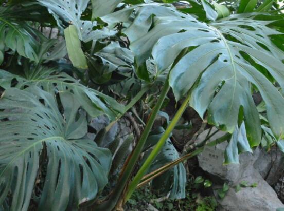 龟背竹好养吗，老农总结最好养的六点基本方法