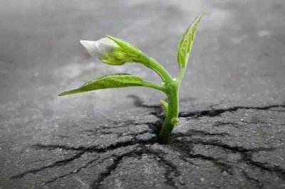 心情不好的时候，你就来看看这些植物！