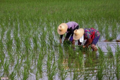 蚂蝗水中游，心中直发毛！插田，八零后童年的噩梦！