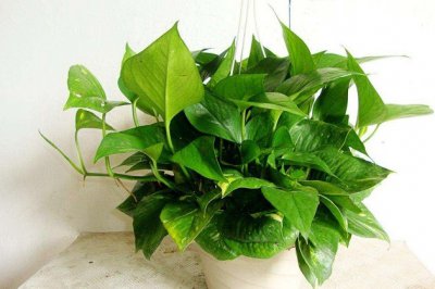 绿萝冻伤了怎么办？绿萝受冻死了还能活吗？绿萝被冻了怎么处理？