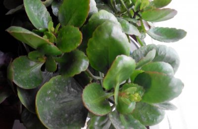 长寿花怎么养才能更旺盛