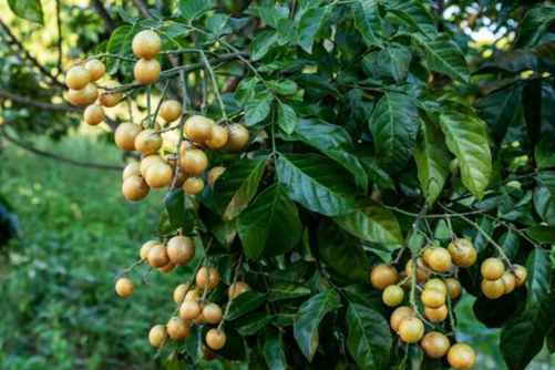 黄皮果图片，绝忆墙阴金弹子 江南无此可人酸