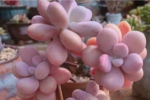 桃之卵养殖方法，肥嘟嘟、粉嫩嫩一不小心圈粉无数