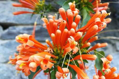 炮仗花的养殖方法，年味十足的炮仗花，知道怎么养吗