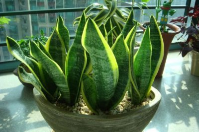 虎皮兰长得慢怎么回事？虎皮兰长高秘诀！