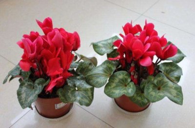 室内养什么花卉最好还能净化空气