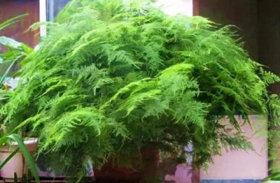 家庭养殖文竹的方法