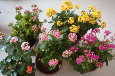 长寿花秋天冬天怎么养？长寿花秋冬季的养殖方法