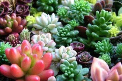 花卉绿植土壤选择的重要性以及制作方法简述