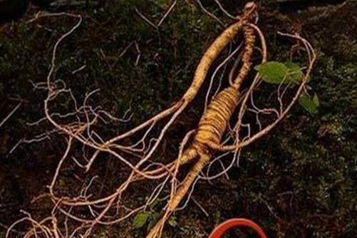 人参会跑吗？带你了解人参传说中的科学