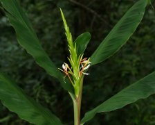 姜花花语及姜花传说