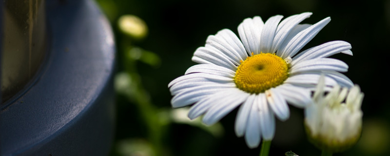 白色大滨菊花语