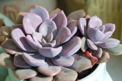 多肉植物黛比怎么养？黛比的养殖方法和注意事项