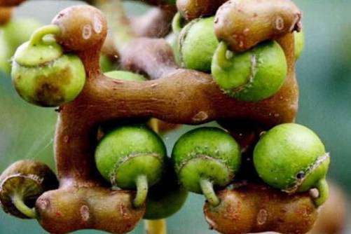 拐枣图片，拐枣 延年益寿的万寿果