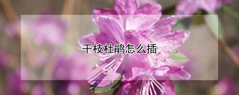 干枝杜鹃怎么插