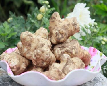 菊芋粉的功效和作用，菊芋粉 膳食纤维中的“黄金纤维”