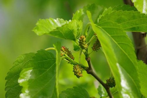 桑叶的药用价值，桑叶的作用居然这么大