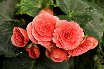 丽格海棠的养殖方法和注意事项