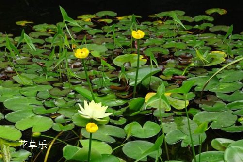 萍蓬无定居，黄金莲（萍蓬草)花语