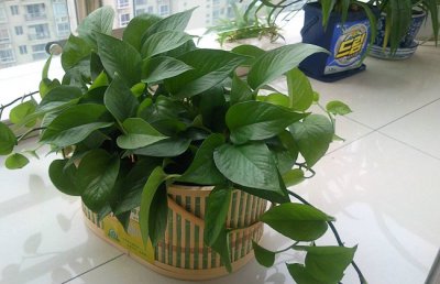 冬天绿萝叶子发黄是怎么回事？冬季绿萝叶子发黄怎么办？