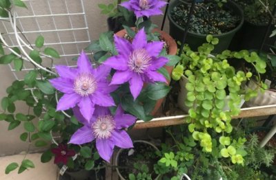 水晶喷泉铁线莲怎么养