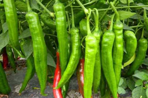 青椒和菜椒的区别，知道这几点就能轻松辨别青椒和菜椒