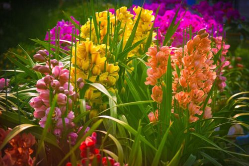 大花蕙兰和墨兰的区别 大花蕙兰和蕙兰花语介绍