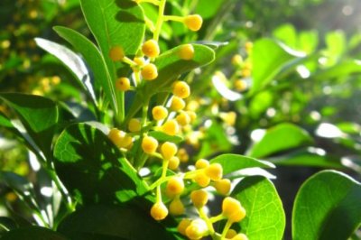 米兰花怎么养？米兰花的养殖方法和注意事项